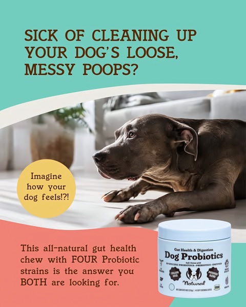 This ad features a clean, high-contrast design that uses a relatable question as a hook, immediately addressing the pain point of messy dog digestive issues.
